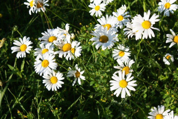 2013-07-26 07-13-49_resize