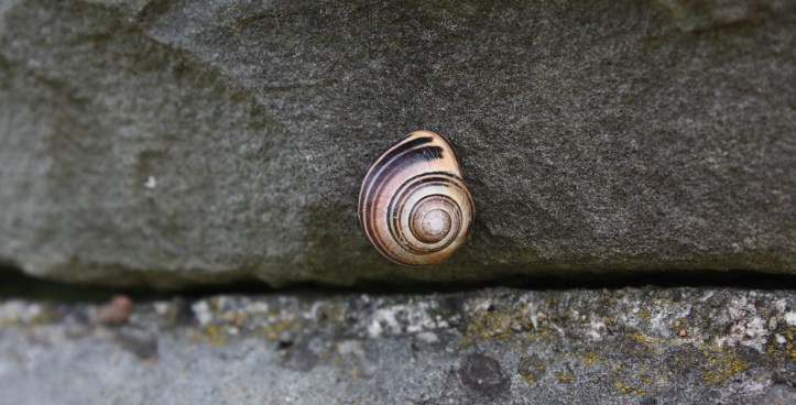 snail