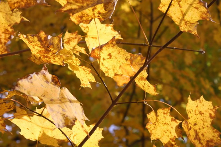 VT Autumn 2013 23_resize