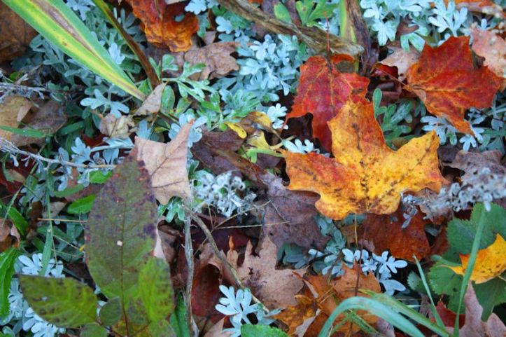 garden in fall resized