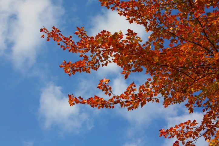 VT Autumn 2013 27_resize