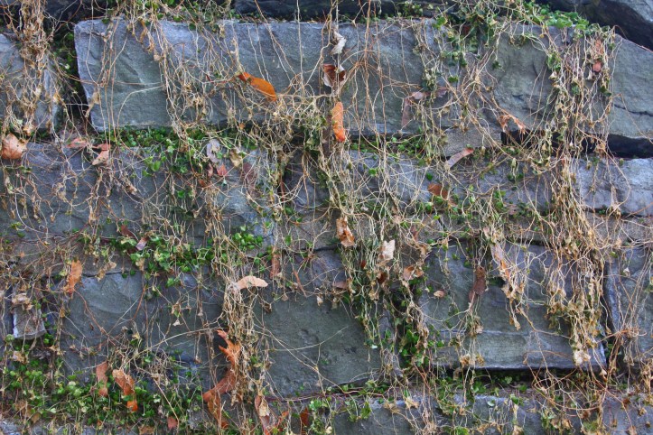 weeds on the wall
