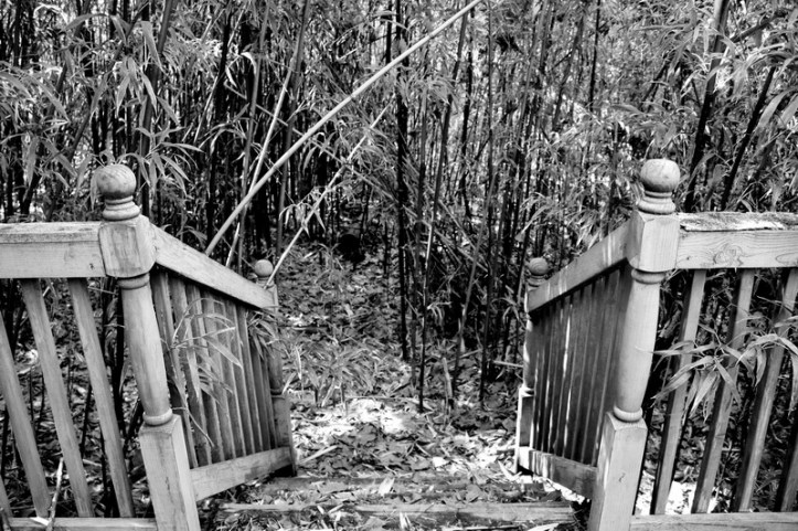 bamboo jungle_resize