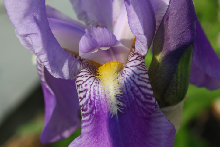 Iris