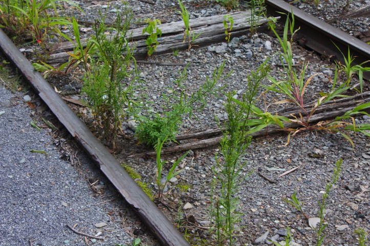 Grass in the Tracks - Cambridge NY