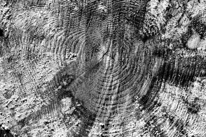 tree rings