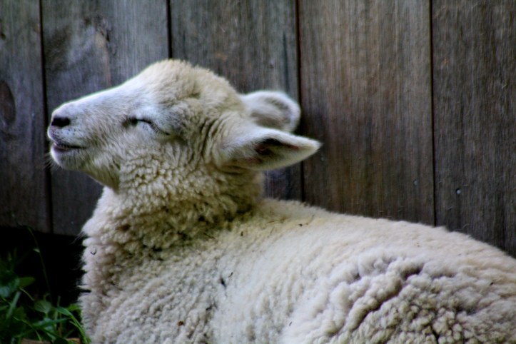 laughing sheep