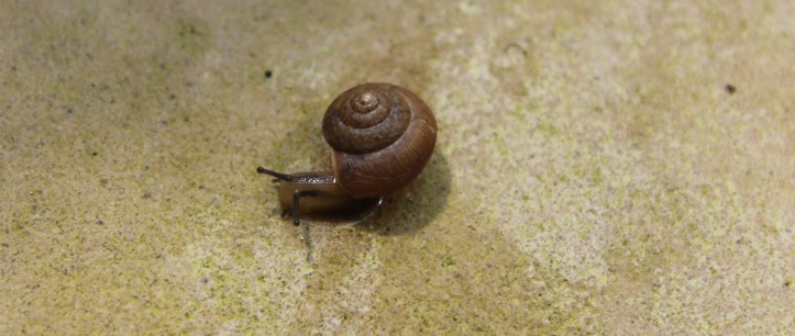 snail