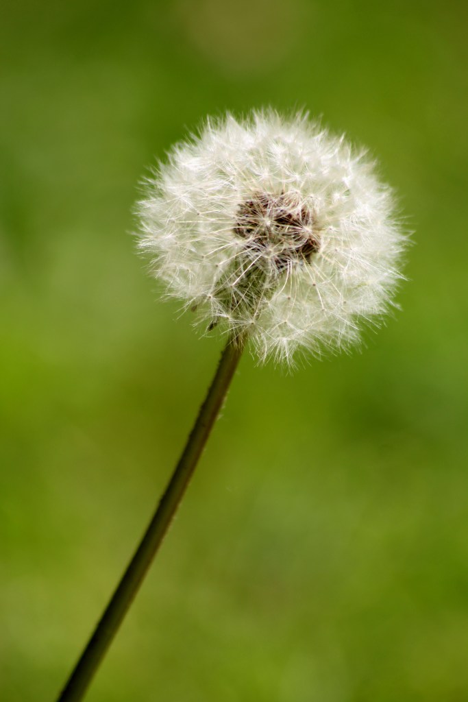 dandelion 1