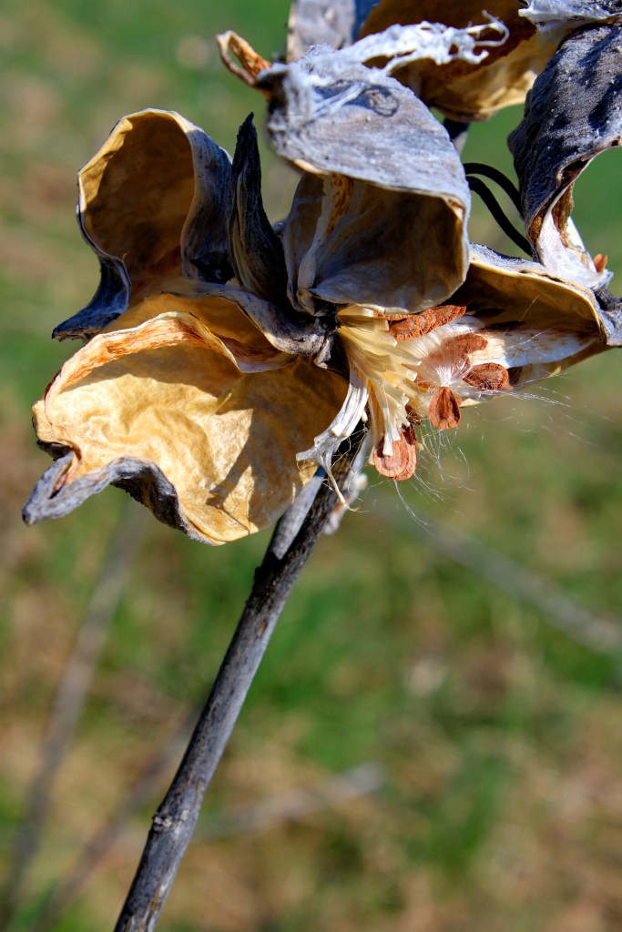 Milkweed