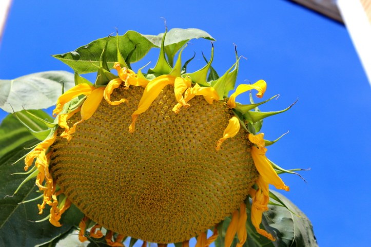 Sunflower_resize