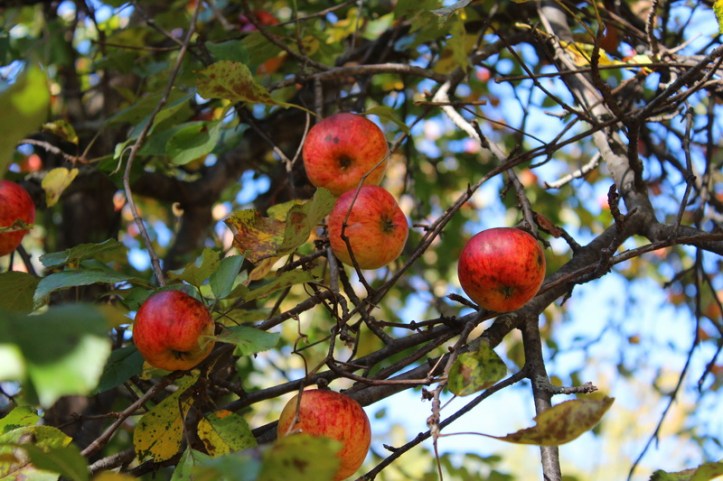 wild apples_resize