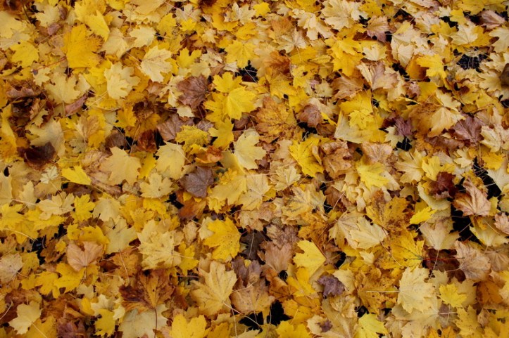 Leaves on the ground_resize