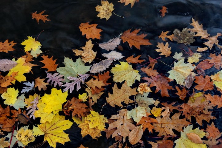 Leaves on the water_resize