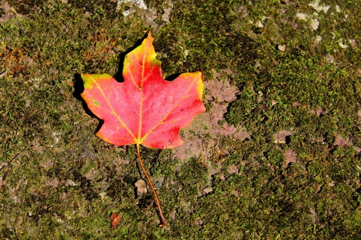 leaf_resize