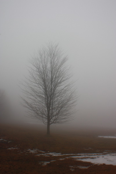 Fog_resize