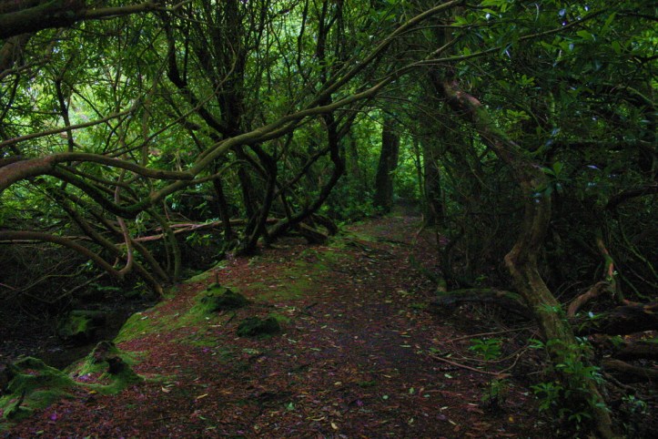 Cornwall Marsh_resize