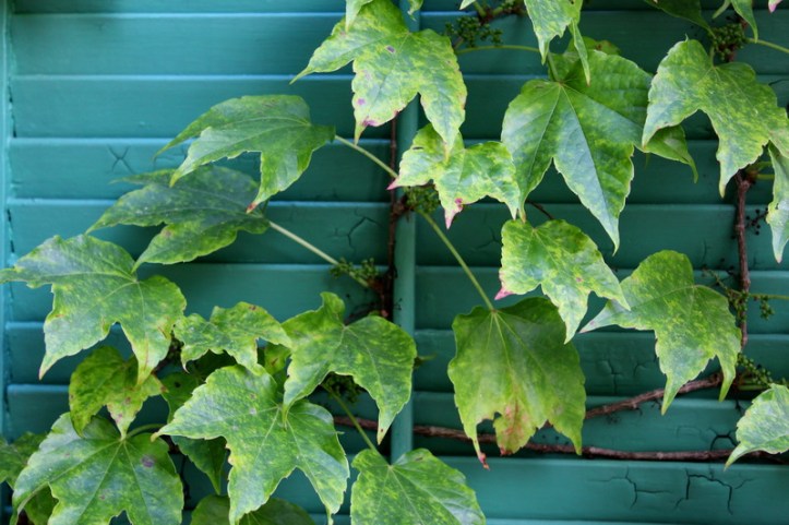 ivy on the shutters_resize