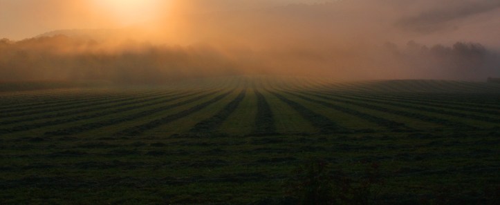 foggy fields 2