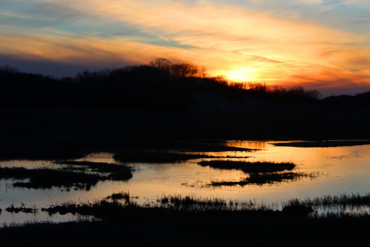 salt marsh_resize.JPG