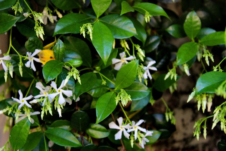 Honeysuckle