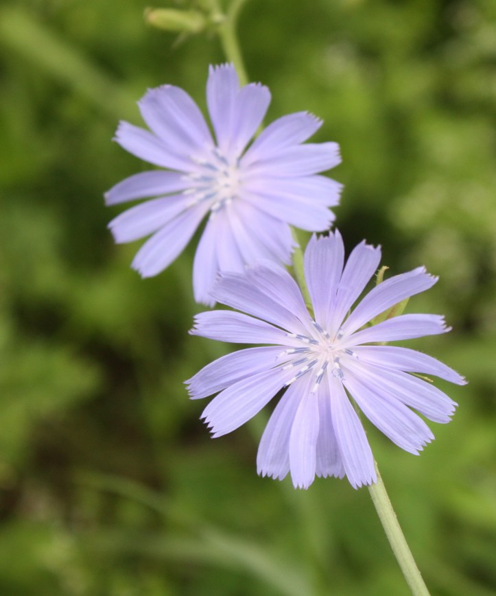 the gardens of Troy 2