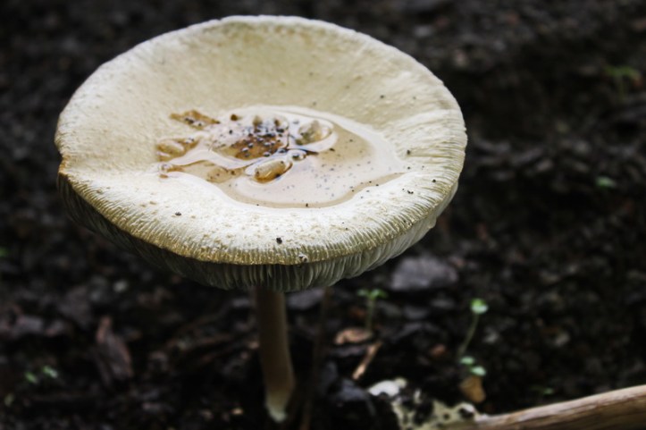 fungus_resize