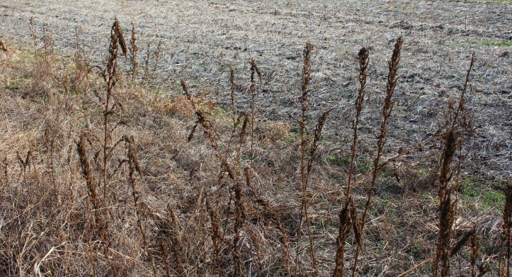 Edge of the fieldx.JPG