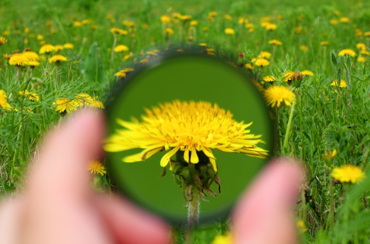 looking through magnifier on dandelion