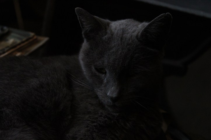 Cat in the dark
