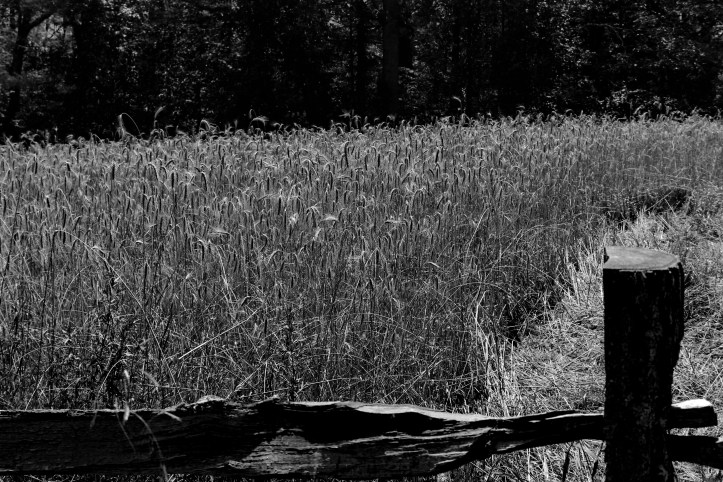 restless in the bones.JPG