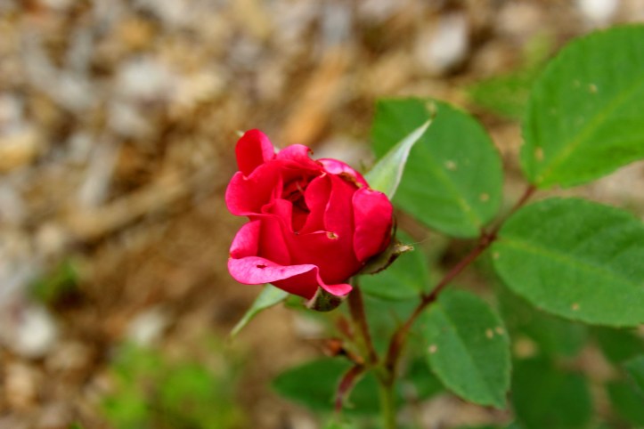 broken rose.JPG