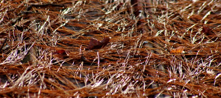 pine needles.JPG