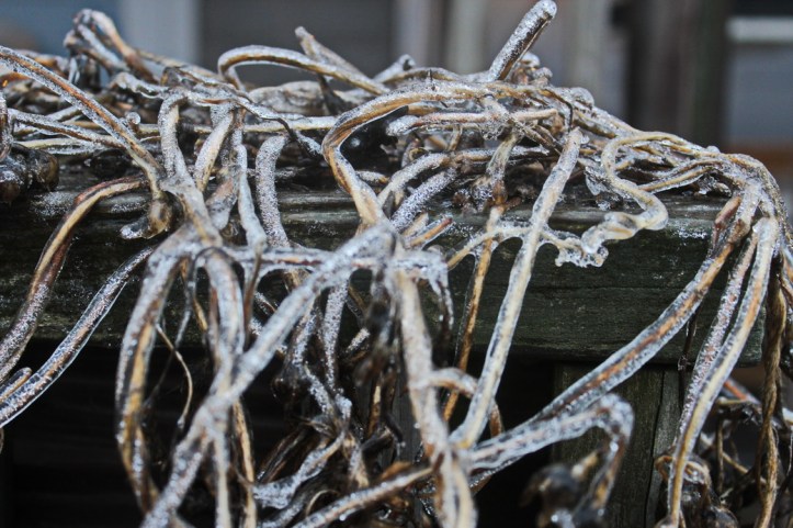 morning glories_resize.JPG