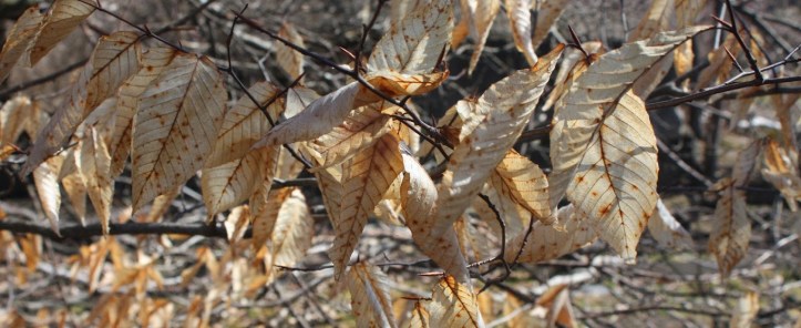 West Pawlet leaves.jpg