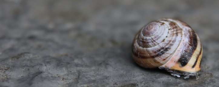 snail 3_resize.JPG