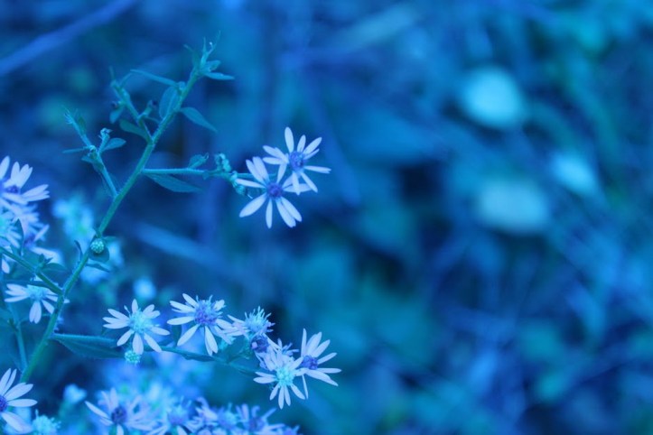 blue_resize