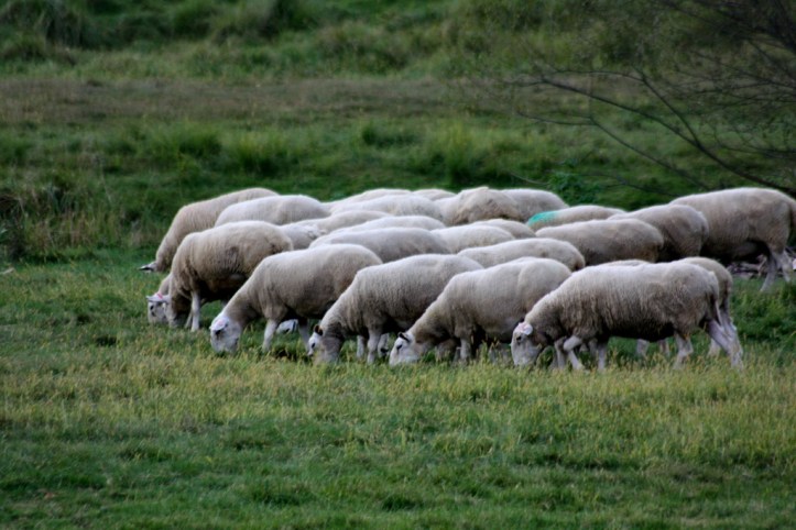 sheep_resize