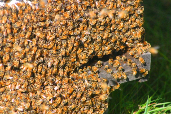 Bees_resize