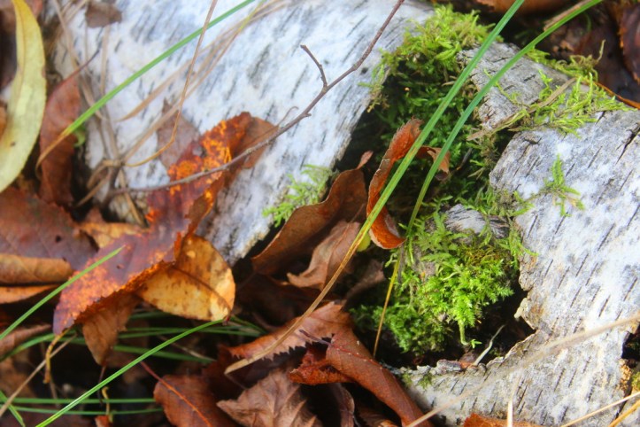 feeding off the dead_resize