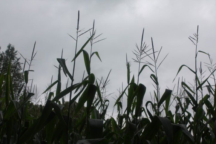 corn 2.JPG