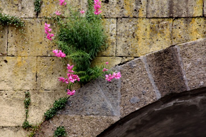 Flowers in Pompei_resize.JPG