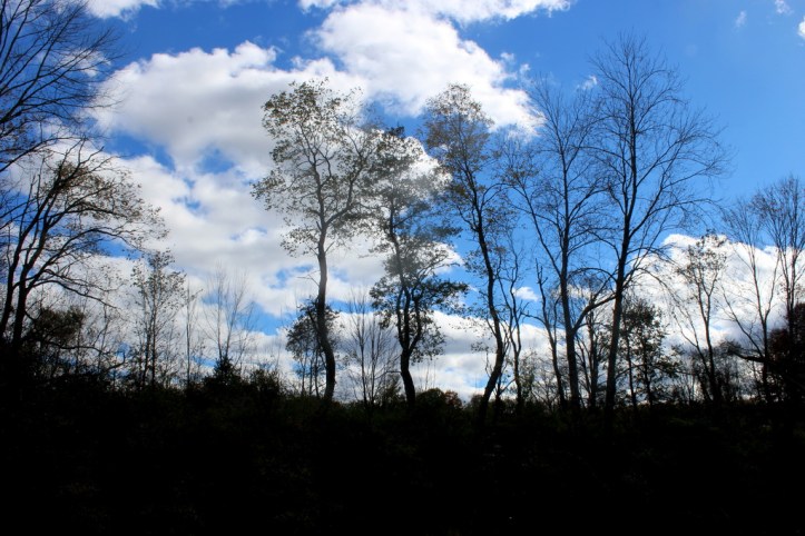 Sky beyond the Trees_resize