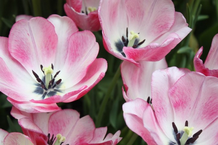 vegas gardens_resize