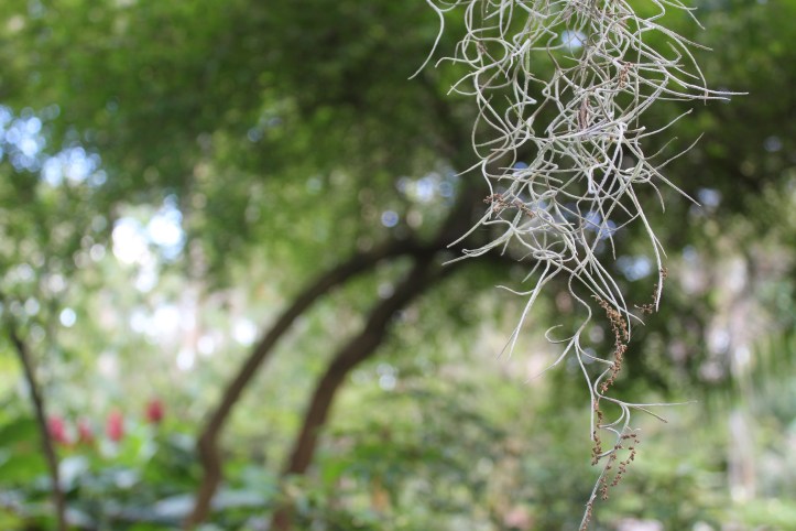 Spanish moss