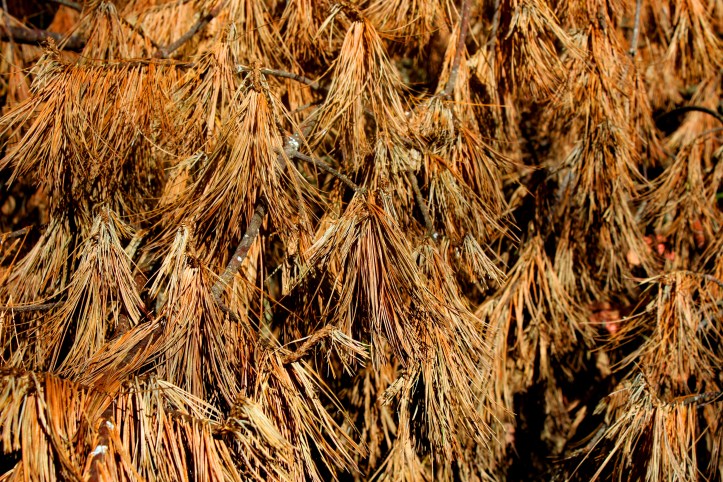 Textures pine needles